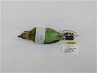 藏品(五色鳥)的圖片